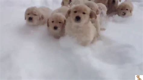 Puppies Playing In Snow - YouTube