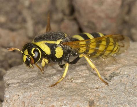 Sonora Pass Pollen Wasp - Pseudomasaris zonalis - BugGuide.Net