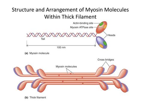 PPT - Molecular Basis of Skeletal Muscle Contraction PowerPoint ...