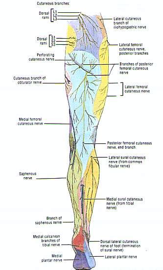 anterior nerves of the leg - ModernHeal.com