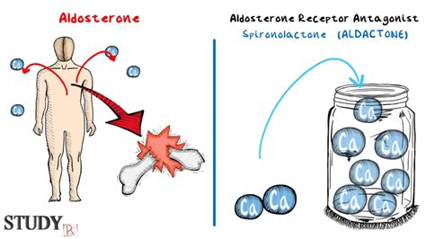 Aldosterone Mechanism Of Action