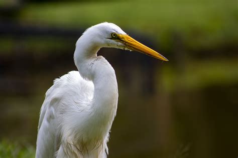 Great Egret Bird Animal - Free photo on Pixabay - Pixabay