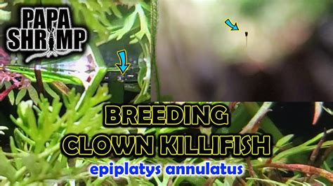 HOW I BRED CLOWN KILLIFISH - THREE GENERATIONS OF FISH - YouTube