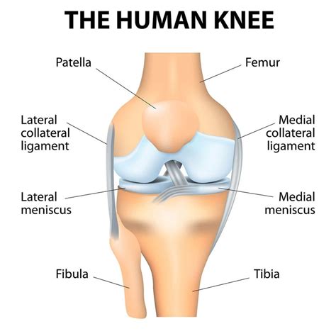 What is Tricompartmental Osteoarthritis? - Here’s What You Need To Know ...