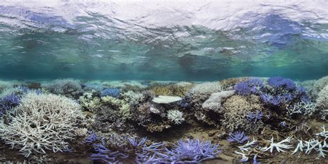 What is Coral Bleaching and Why Should You Care? - Coral Reef Alliance