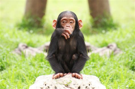 Cute Baby Chimpanzee / Stock Photo - Our Photography Portfolio