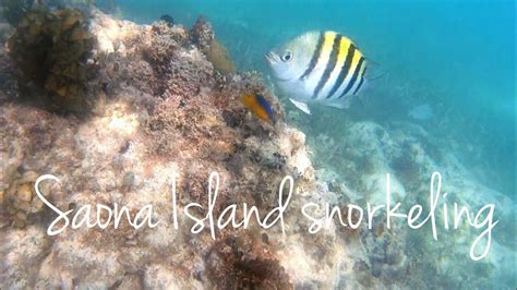 SAONA ISLAND SNORKELING - The stunning sea life of Dominican Republic ...