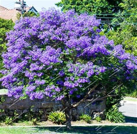 Blue Jacaranda Tree Seeds(Jacaranda Mimosifolia)showy Street Tree ...