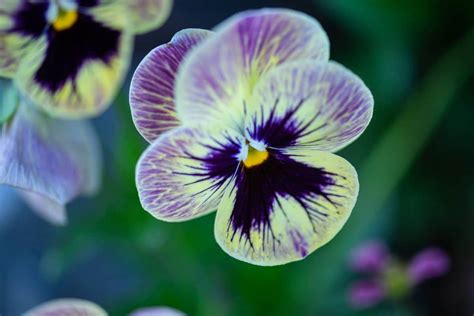 Pansy Flower Meaning And Symbolism of Each Color | Florgeous