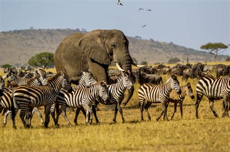 Serengeti National Park – Massive Land To Discover Magnificent Wildlife