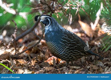 Adult Male California Quail Stock Photo - Image of fowl, head: 279393304