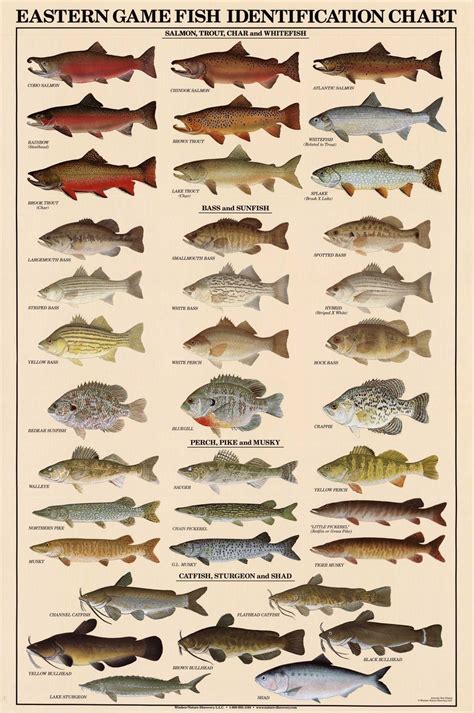 Eastern Gamefish Poster Identification Chart - Eastern Gamefish Poster ...