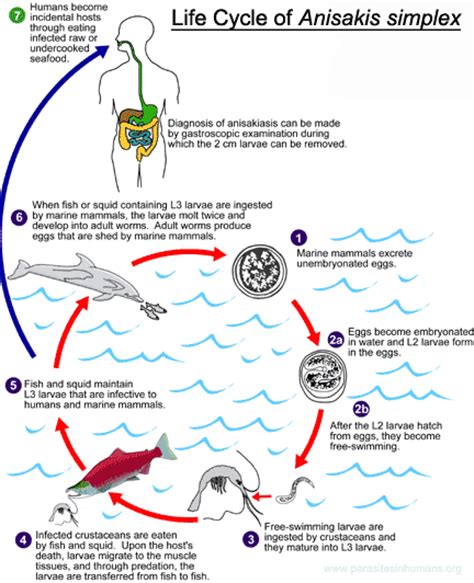 giant squid life cycle