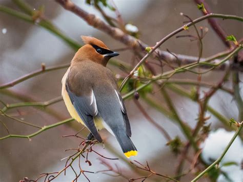 Cedar Waxwing Migration: A Complete Guide | Birdfact