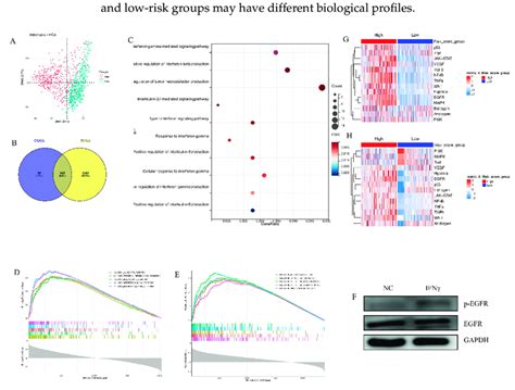 The biological function of EGFR pathway-related prognostic gene ...