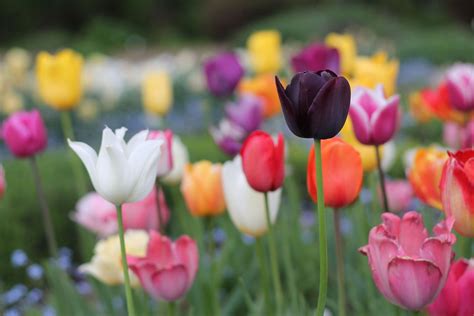 Flower Tulip Garden