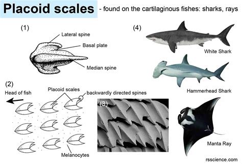 Fish Biology and Fish Scales - Look at fish scales under the microscope ...