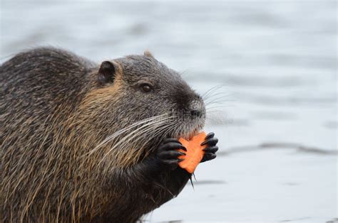 European beaver stock image. Image of north, nature - 175687127