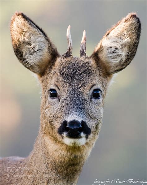 Young Roebuck by nardib #animals #pets #fadighanemmd | Vadászat, Állat