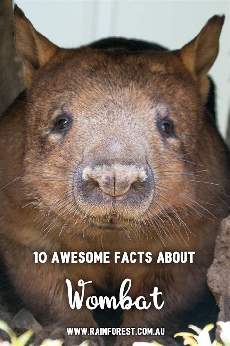 10 awesome wombat facts – Artofit