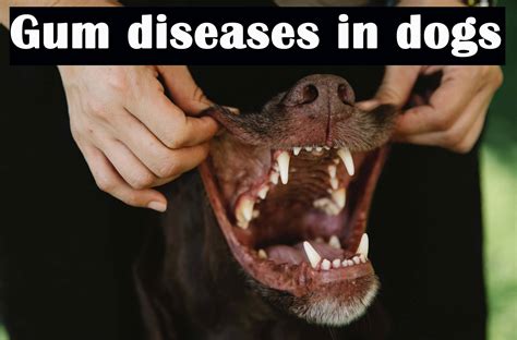 Gum diseases in dogs: the complete guide - The Happy Puppers