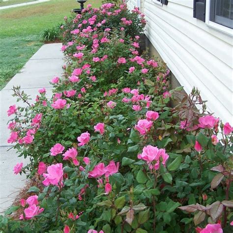 Pink Double Knock Out Rose | Add Sweet Pink Color — PlantingTree