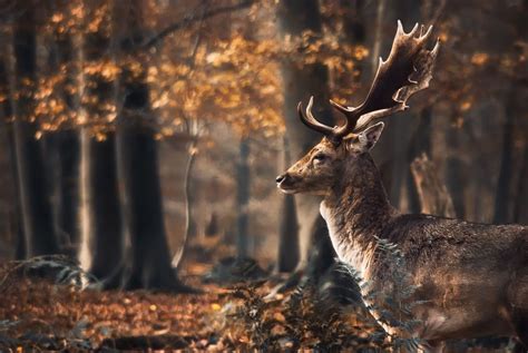 Autumn Tale by YANK | Forest animals, Animals, Animals beautiful