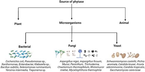 Frontiers | Insight into phytase-producing microorganisms for phytate ...