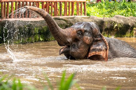 Singapore Zoo - Singapore Attractions - Go Guides