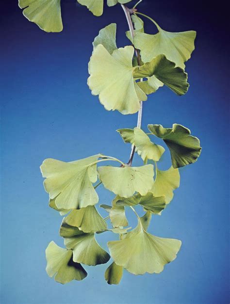 Ginkgo | Description, Natural History, & Uses | Britannica