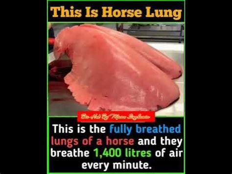 For Biology Students Motivational Video||Facts about Horses Lung||Facts ...