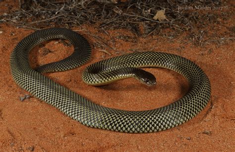 Mulga Snake (Pseudechis australis) | A Mulga snake photograp… | Flickr