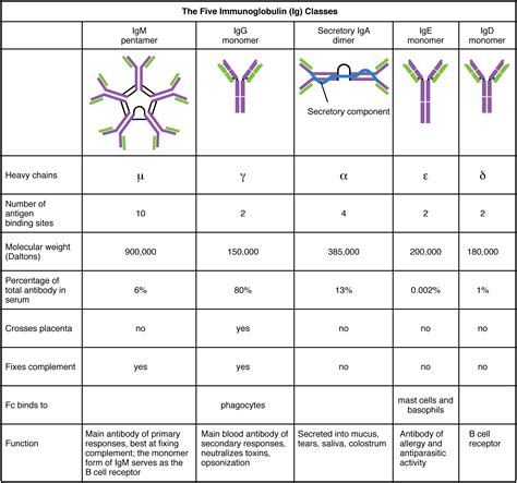 The Adaptive Immune Response: B-lymphocytes and Antibodies · Anatomy ...