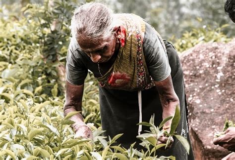 Future of the Tea industry in Sri Lanka | Sri Lanka Guardian