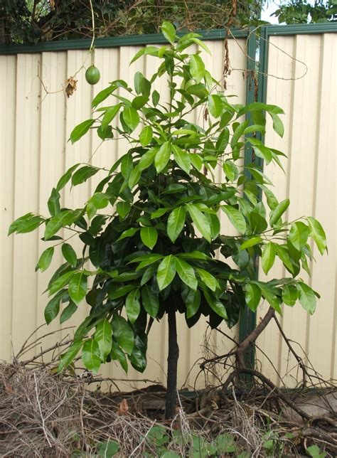 Forum: Black Sapote Not Growing