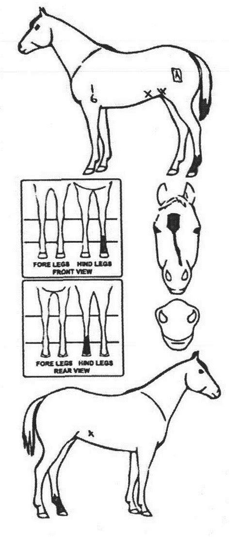 iCompete - Animal Details