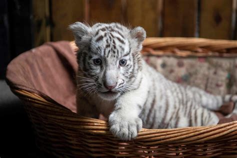 A newborn white bengal tiger cub at Yunnan wildlife zoo, Kunming, China ...