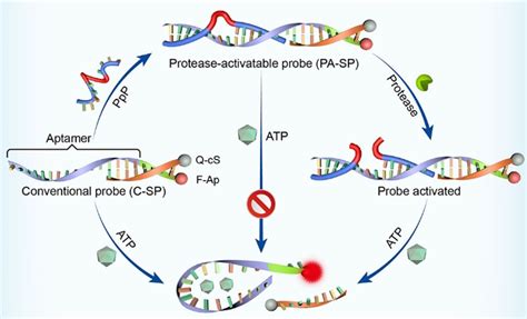 Peptide Nucleic Acid (PNA)‐Guided Peptide Engineering of an Aptamer ...