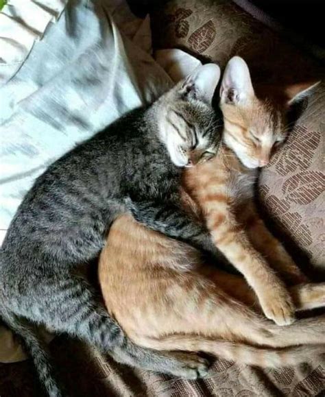 Saw these two cuddling : r/cats