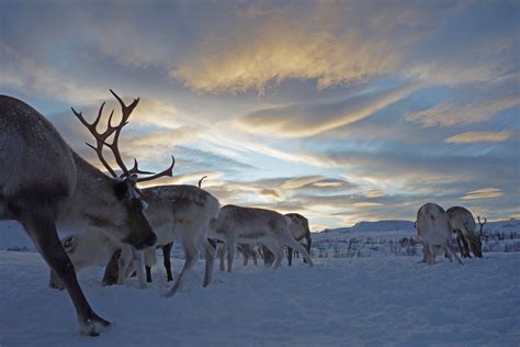 Climate Change Is Starving North Pole Reindeer