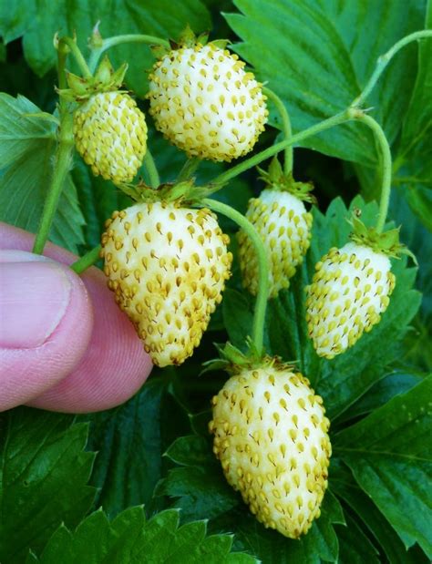 White Wild Strawberry / Fragaria vesca 'White Soul' | Alpine ...