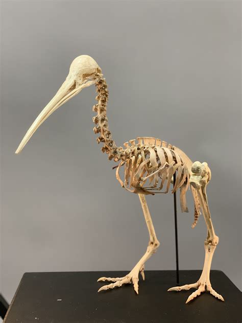 Kiwi Bird Skeleton