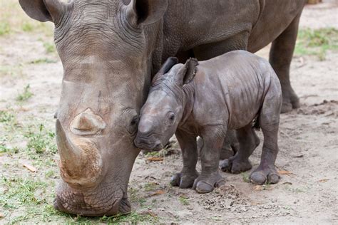 Baby Rhino - Rhinos Photo (20108325) - Fanpop