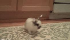 Rabbit cute rabbit GIF on GIFER - by Bladefont