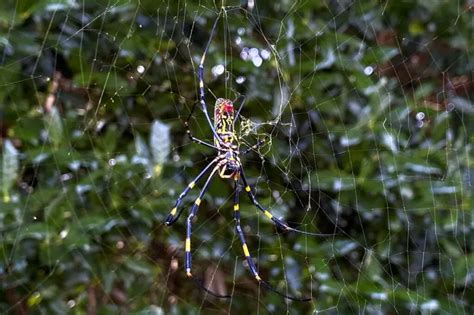 Joro Spider Bite Symptoms: What to Expect as Giant Invasive Arachnids ...