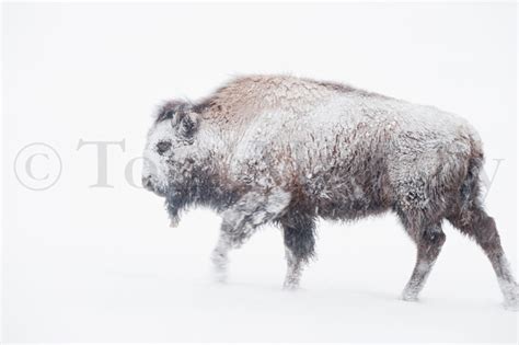 Bison Snowstorm – Tom Murphy Photography