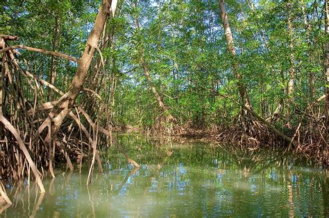 What Are the Special Features of Plants Growing in Mangrove Habitats ...