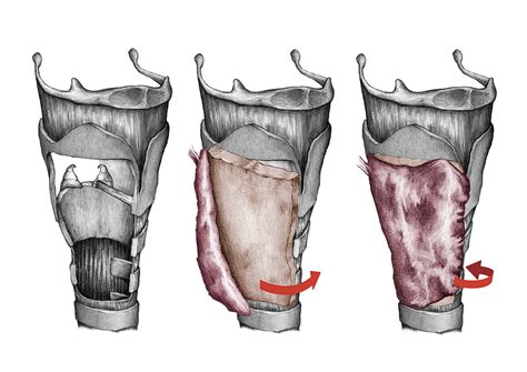 Larynx Surgery Illustration on Behance