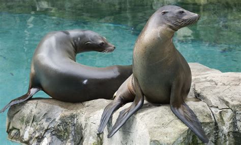 California sea lion | Smithsonian's National Zoo and Conservation ...