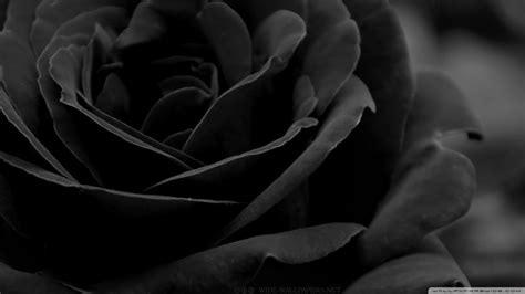 Download Black Rose 3 Wallpaper 1080p HD | HDWallWide | Wallpaper hitam ...